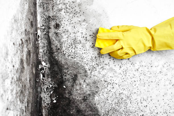 Best Attic Mold Removal  in Meron Park, CA