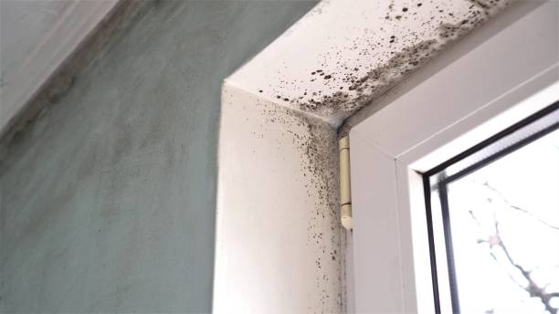 Best Home Mold Removal  in Meron Park, CA