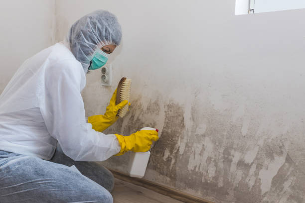 Best Home Mold Removal  in Meron Park, CA