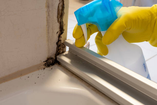 Attic Mold Removal in Cameron Park, CA
