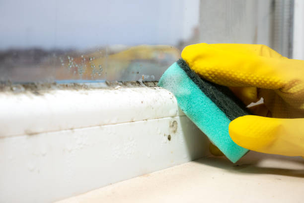 Best Mold Damage Repair  in Meron Park, CA