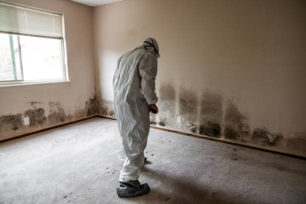Best Crawl Space Mold Removal  in Meron Park, CA