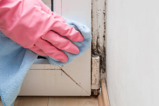 Best Mold Damage Repair  in Meron Park, CA