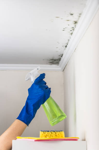 Best Commercial Mold Removal  in Meron Park, CA